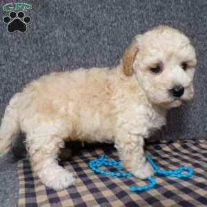 Kye, Havapoo Puppy