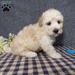 Kye, Havapoo Puppy