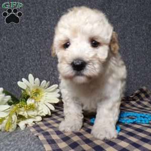 Kye, Havapoo Puppy