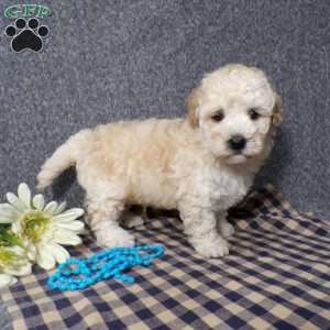 Kye, Havapoo Puppy