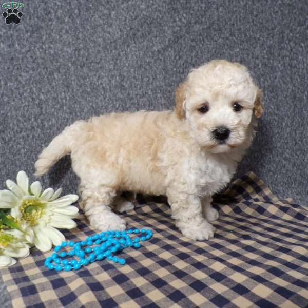 Kye, Havapoo Puppy