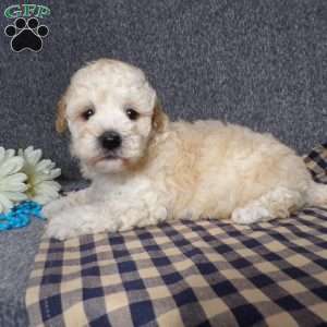 Kye, Havapoo Puppy
