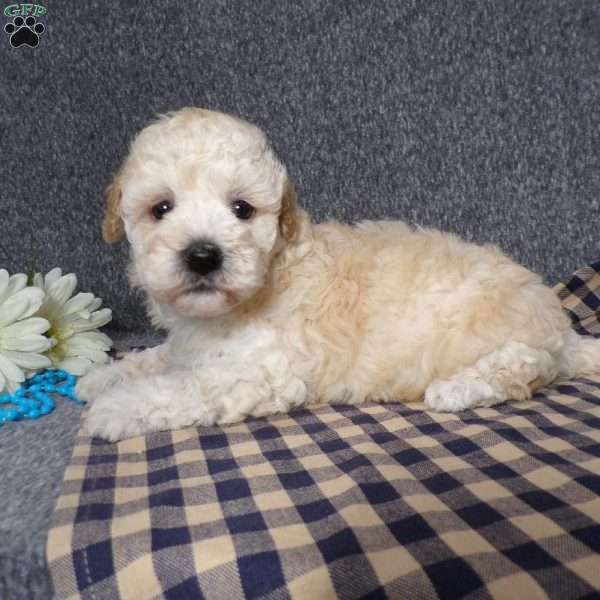Kye, Havapoo Puppy
