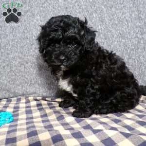 Kole, Havapoo Puppy