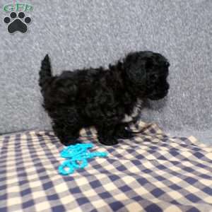 Kole, Havapoo Puppy
