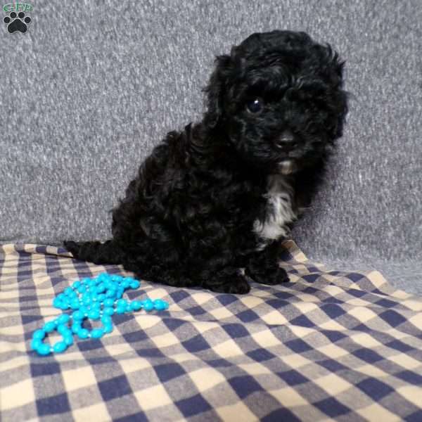 Kole, Havapoo Puppy