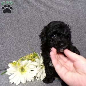 Kole, Havapoo Puppy