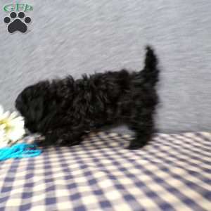 Kole, Havapoo Puppy