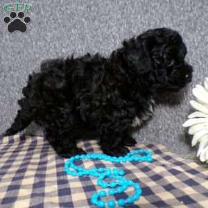 Kole, Havapoo Puppy