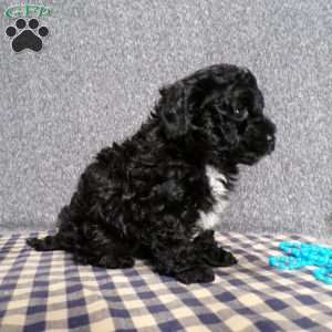 Kole, Havapoo Puppy