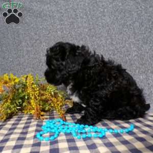 Kole, Havapoo Puppy