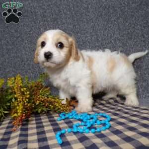 Jaki, Cavachon Puppy