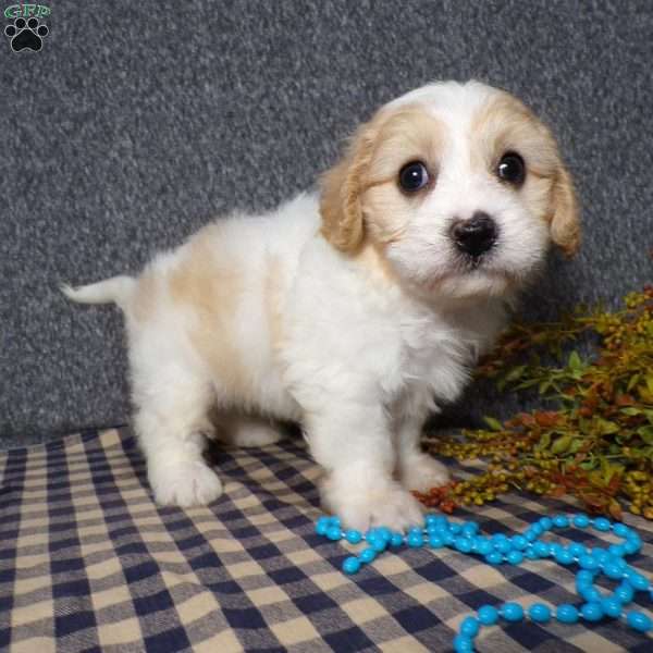 Jaki, Cavachon Puppy