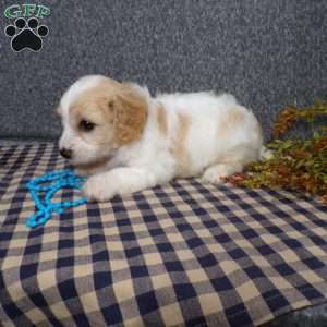Jaki, Cavachon Puppy