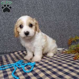 Jaki, Cavachon Puppy