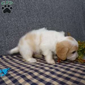Jaki, Cavachon Puppy