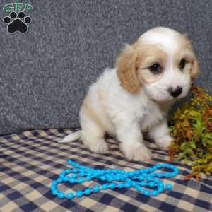 Jaki, Cavachon Puppy