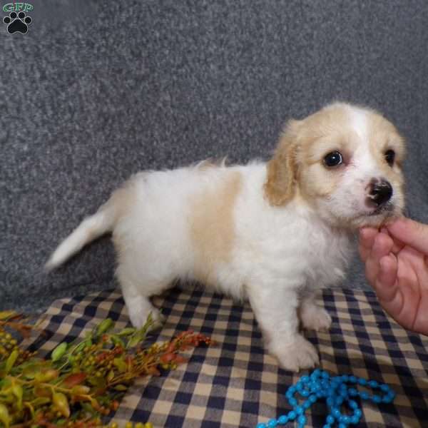 Jordan, Cavachon Puppy
