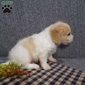 Jordan, Cavachon Puppy