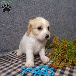 Jordan, Cavachon Puppy
