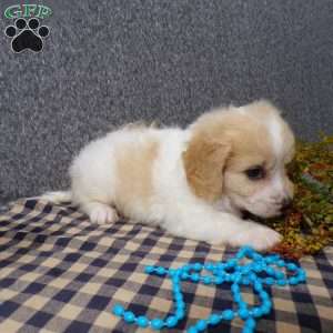 Jordan, Cavachon Puppy