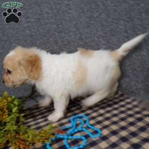 Jordan, Cavachon Puppy