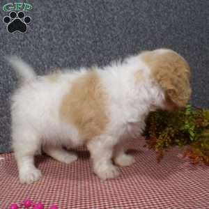 Jessa, Cavachon Puppy