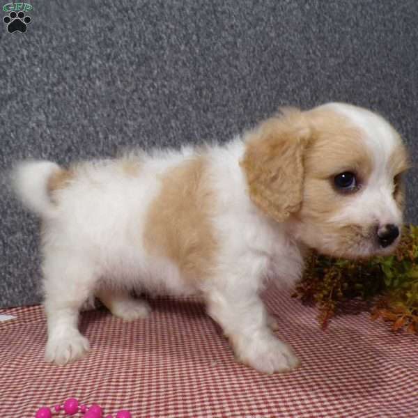 Jessa, Cavachon Puppy