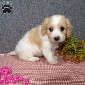 Jessa, Cavachon Puppy