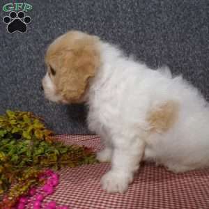 Jessa, Cavachon Puppy