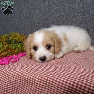 Jessa, Cavachon Puppy