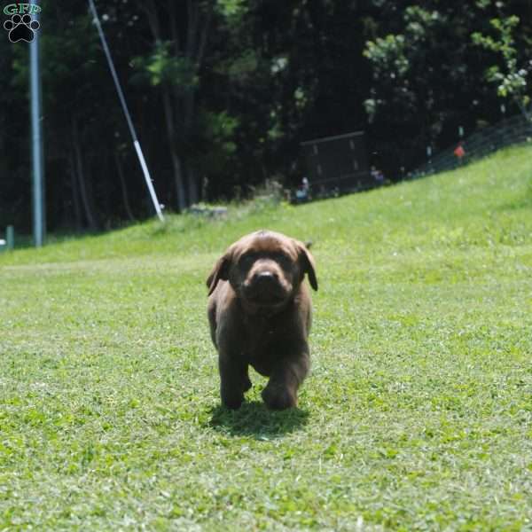 Louisa, Chocolate Labrador Retriever Puppy