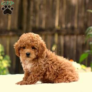 Dusty, Toy Poodle Puppy