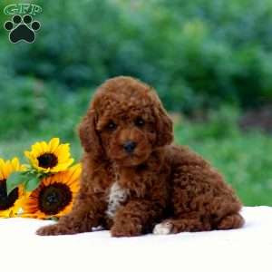 Blake, Miniature Poodle Puppy