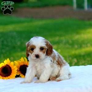Megan, Cavapoo Puppy