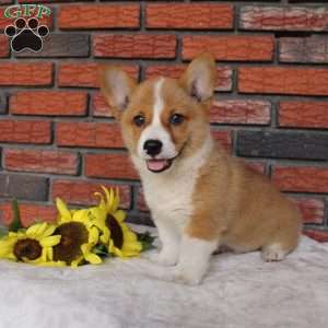 Sand Dunes, Pembroke Welsh Corgi Puppy