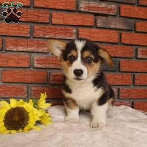 Surf, Pembroke Welsh Corgi Puppy