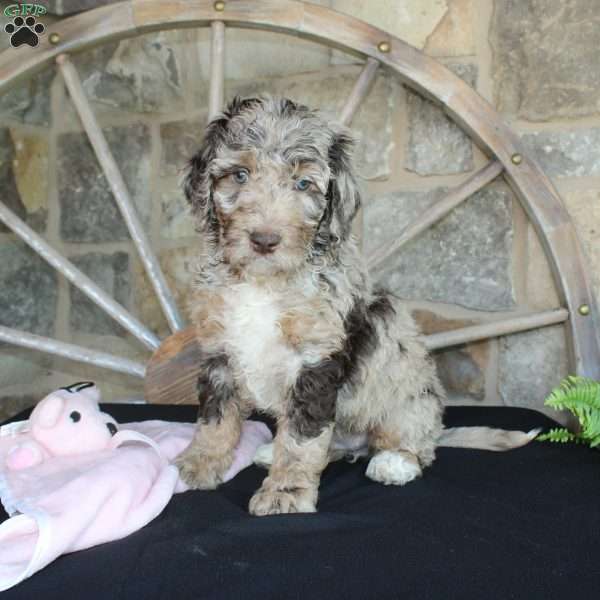 Jenny, Mini Labradoodle Puppy