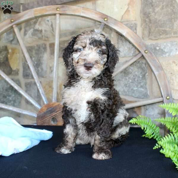 Johnny, Mini Labradoodle Puppy