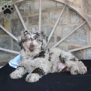 Jerry, Mini Labradoodle Puppy