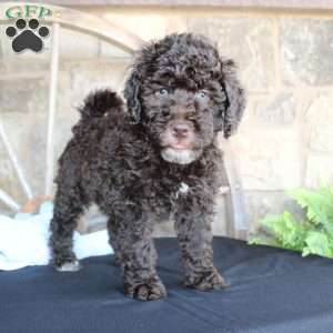 Jay, Mini Labradoodle Puppy