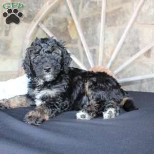 Jack, Mini Labradoodle Puppy