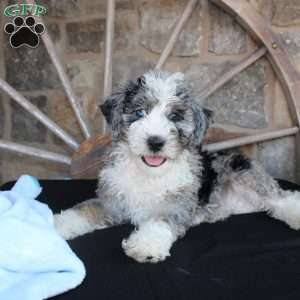 Jake, Mini Labradoodle Puppy