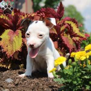 Sheila, Jack Russell Terrier Puppy