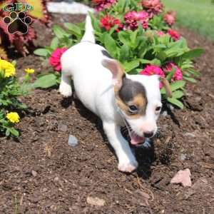 Shelly, Jack Russell Terrier Puppy