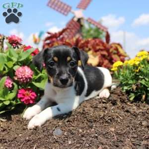 Cutie, Jack Russell Terrier Puppy
