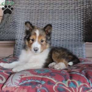 Lyle, Sheltie Puppy