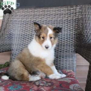 Landis, Sheltie Puppy