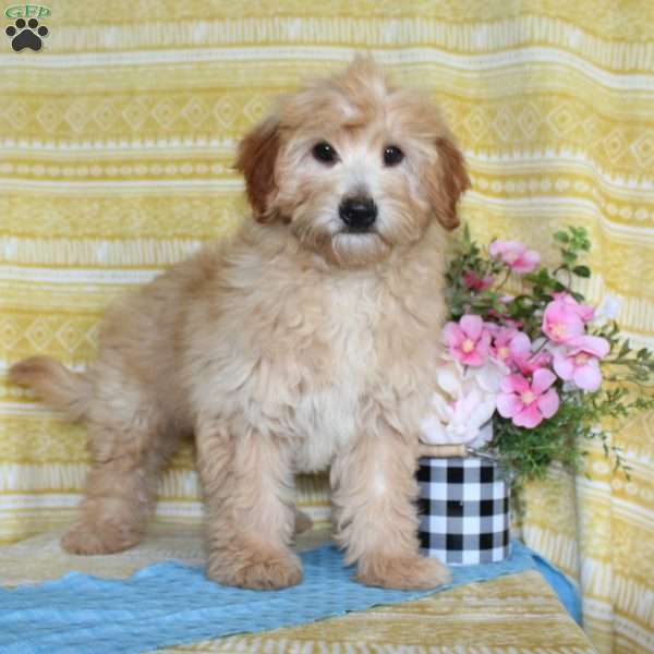 Matthew, Mini Goldendoodle Puppy