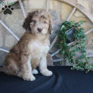 Sunset, Mini Labradoodle Puppy